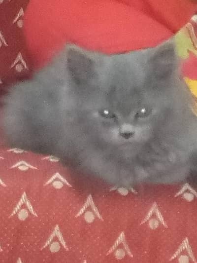 Persian cat for sale