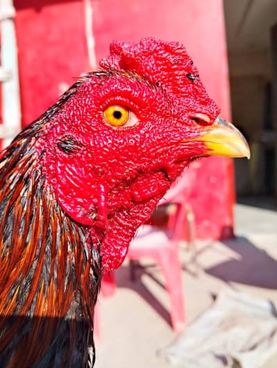 Burmi+ Thai Patha For Sale