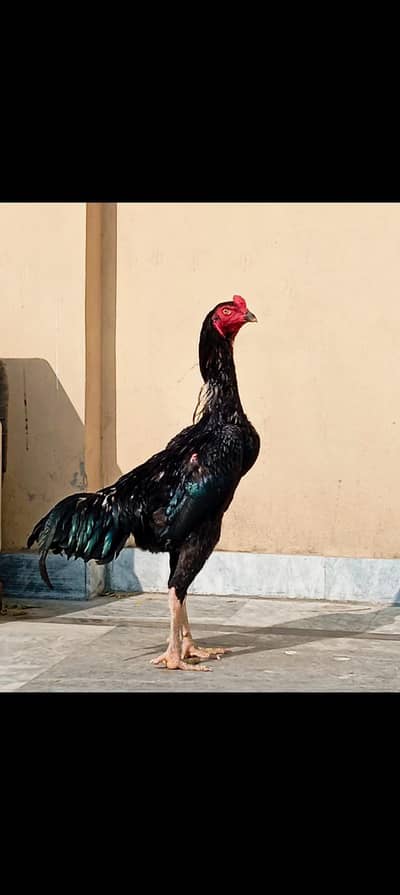 aseel Shamo for sell