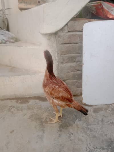 only what's app contact