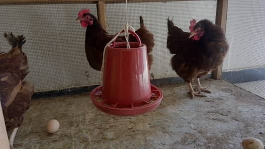 Young RIR Male and Females