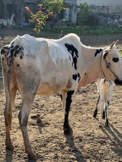 Premium Pure Fatehjhangi Cow with Female Calf