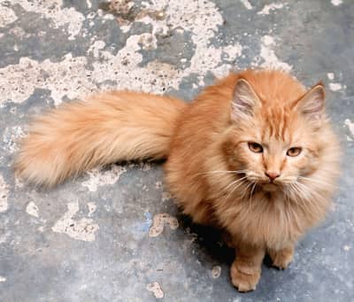 Persian&Full Fluffy Cat