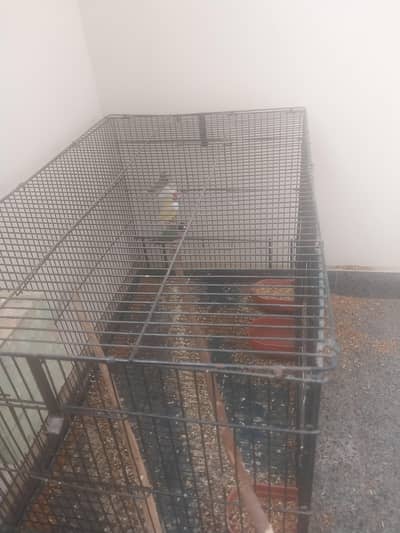 goldian +bangalouis +3 cages +1 big cage+1 small cages  free