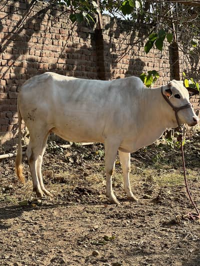 6 Month pregnant Fatehjhangi Cow For Sale