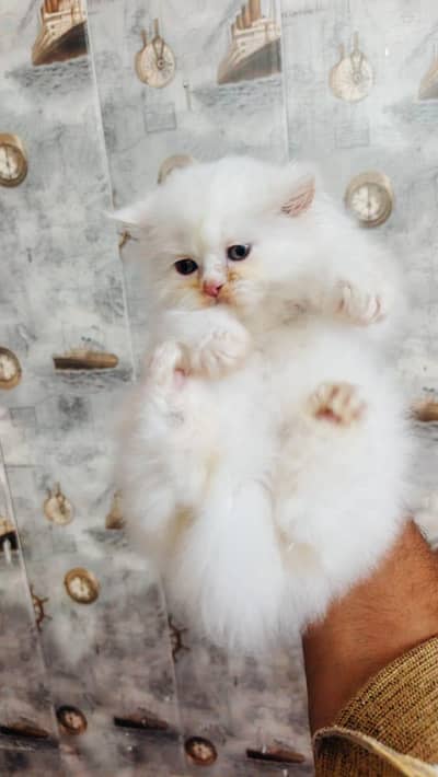 Persian triple coated kitten quality speaks
