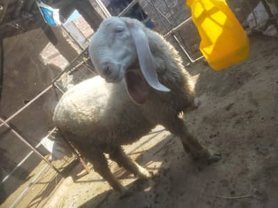 2 dant kajla big size