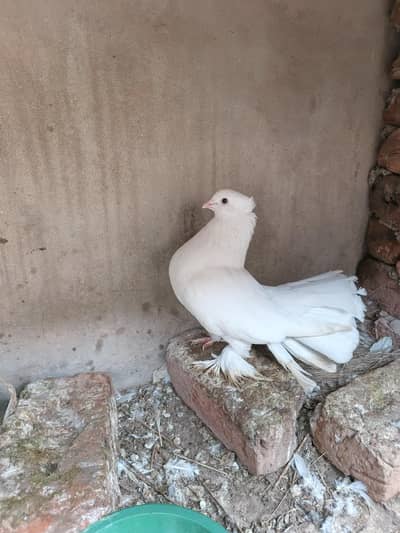 2 pigeon for sale white fantail
