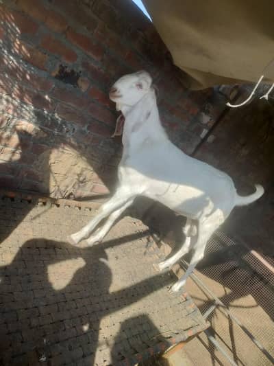 2 dant bakra breeder quality