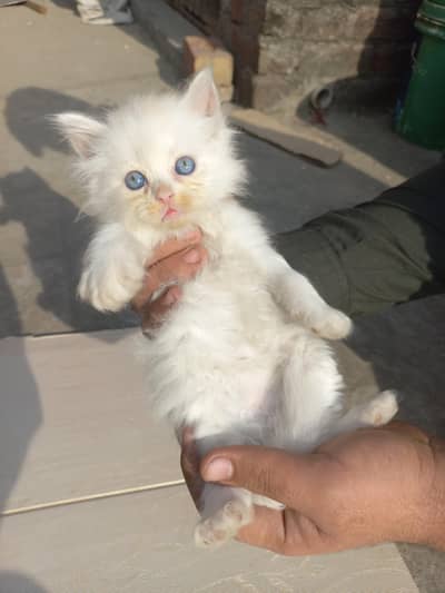 persion Females tripal coted