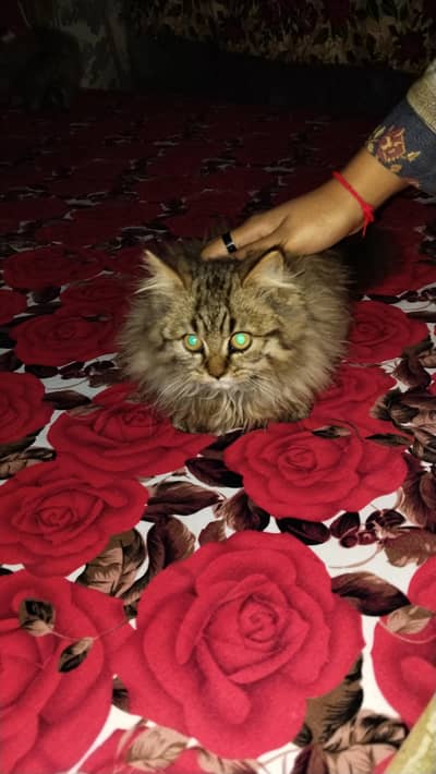 pair off 3 cat's all sell