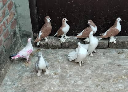 Sherazi Breeder pigeons=03176433765