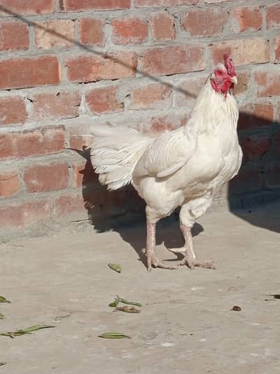 Boski White Rooster for Sale