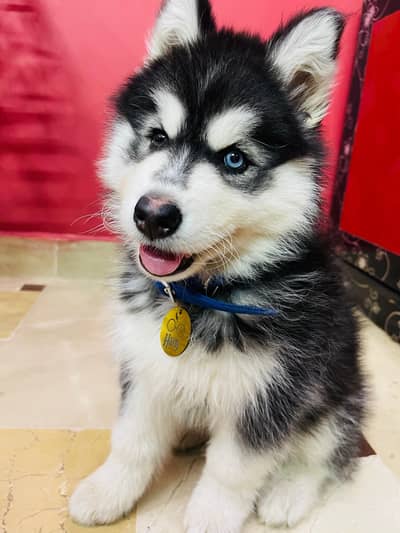 siberian husky wooly coat different eyes