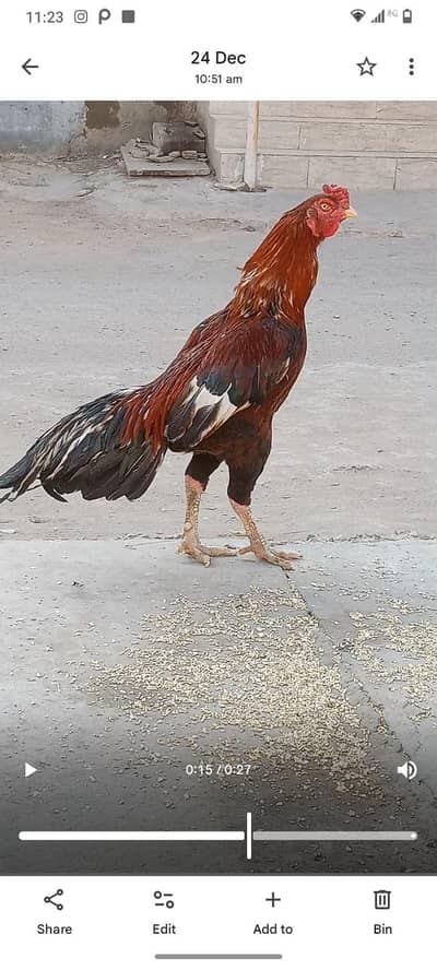 Aseel lakha breader male for sale