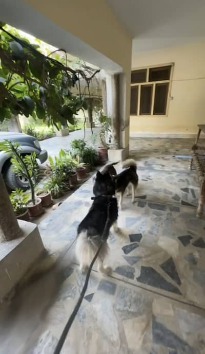 Siberian husky triple coated price is negotiable