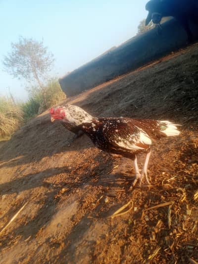 Aseel mianwali and madi para good