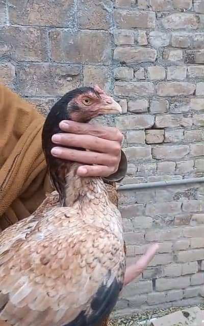 High quality Rampuri aseel