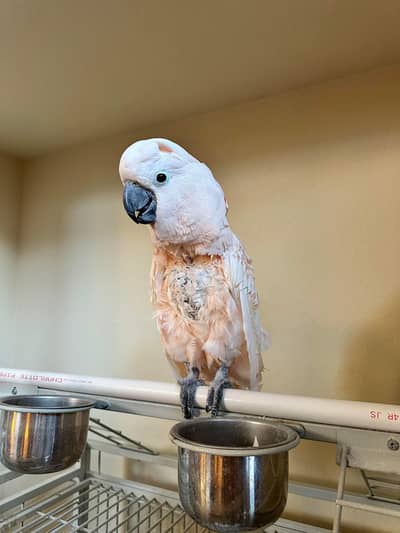 Umberlla cocakto chik 03084102973