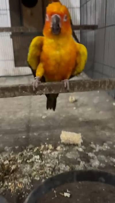 breeder pair available for sale Video on demand