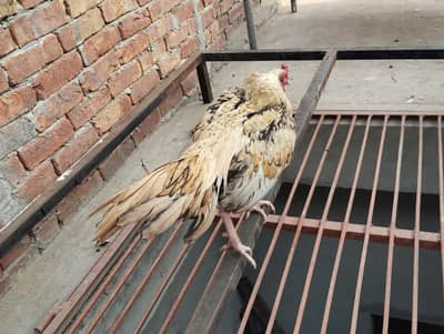 Strong & Pure Aseel Cock for Sale