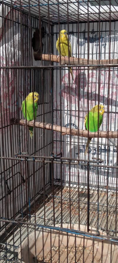 Budgies green yellow pied male x green female