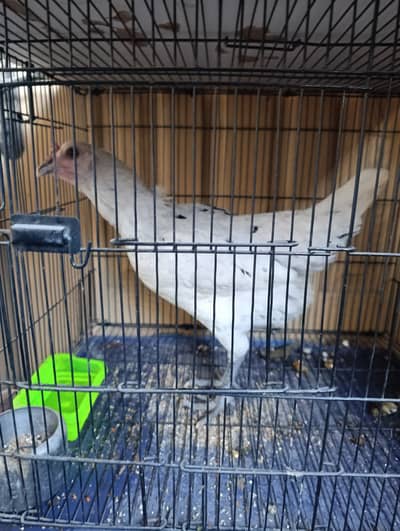 Desi Aseel Murghi 03014236492