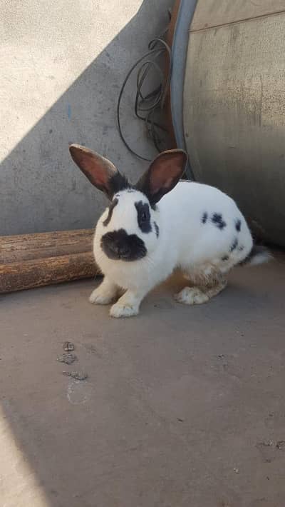 mini jacket female rabbit