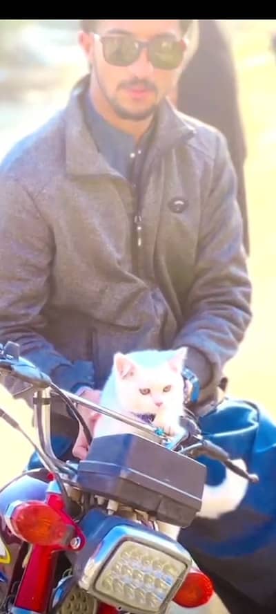 Persian female cat for sale