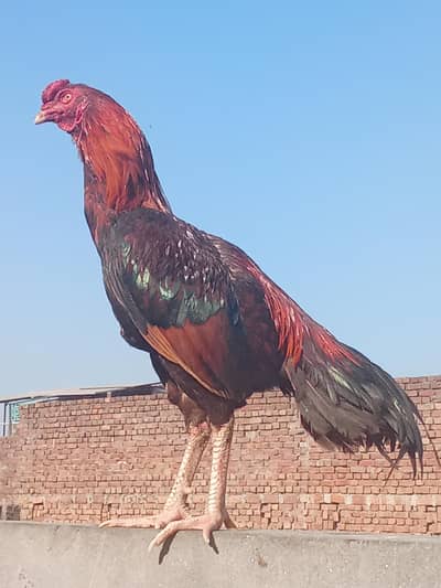 Aseel Male In Low Prices: Contact # (0301/62/92/105)