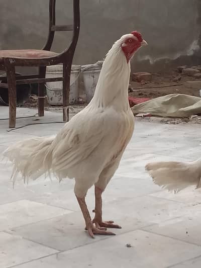 heera pure  quality breeder for sale