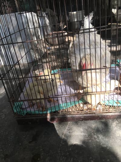 Hera assel ka chick aur burmi madi jo seven months ke