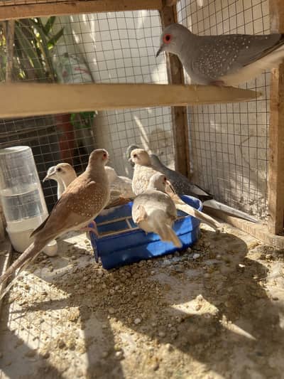 Diamond Doves | Grey | Fawn | Adult Active