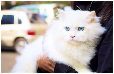 Pure Persian female cat for sale healthy and playful