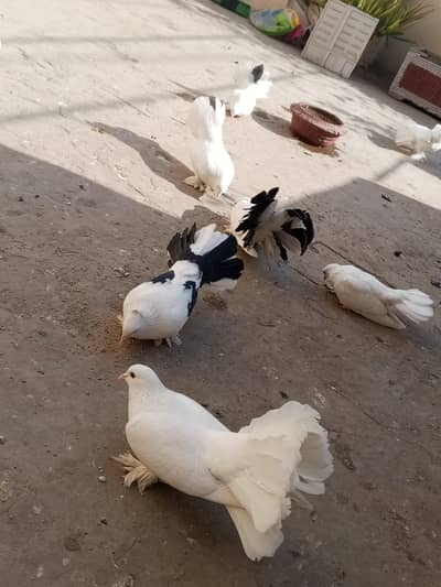 beautiful laka kabootar pairs , Indian fantails 