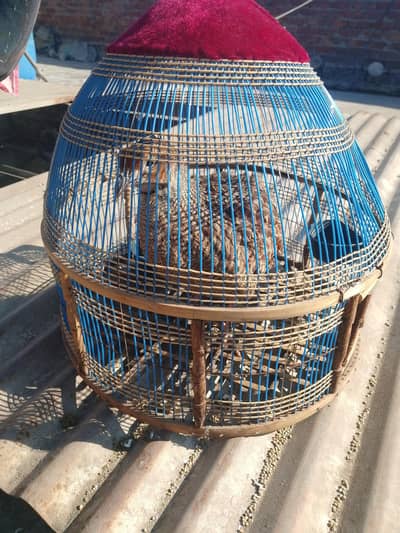 halty male arani tetar