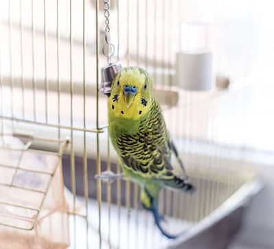 Part-time pet carer needed