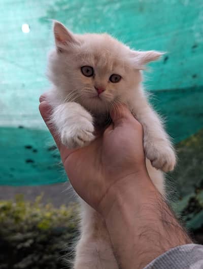 Persian Kitten for sale.
