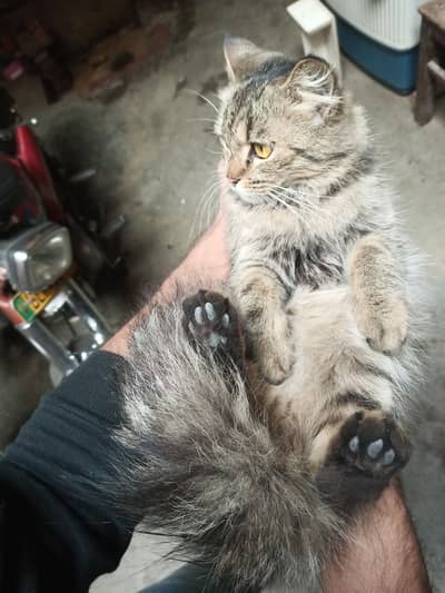 Persion Female Cat for sale