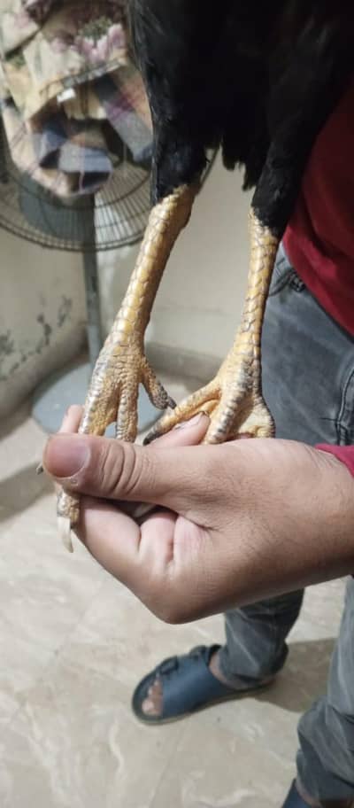 burmi penus pair or female