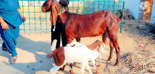 3 Bacchon Ka Sath Desi Bakri For Sale/ 03221442364