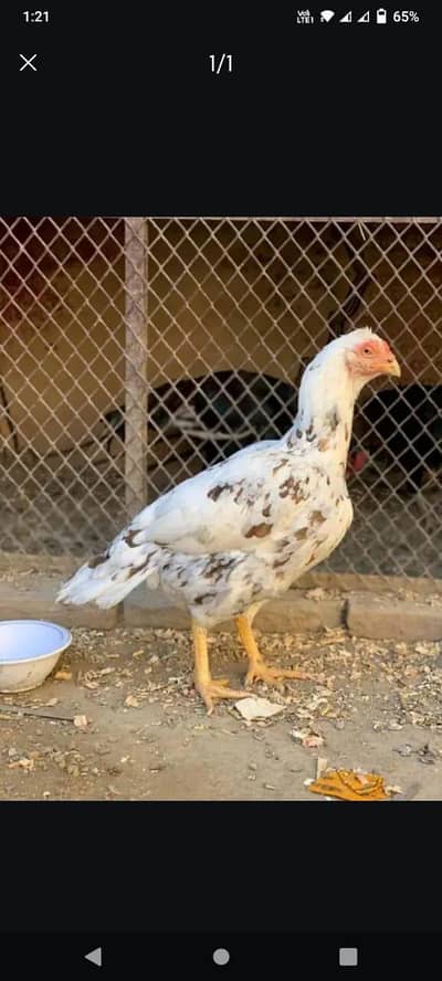 old bloodline female. quality shown in pictures