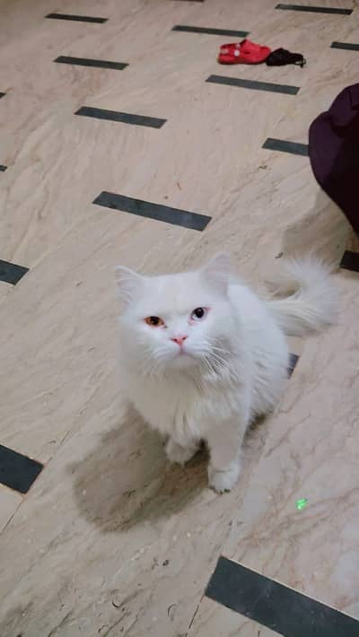 14 years age, persian male white cat