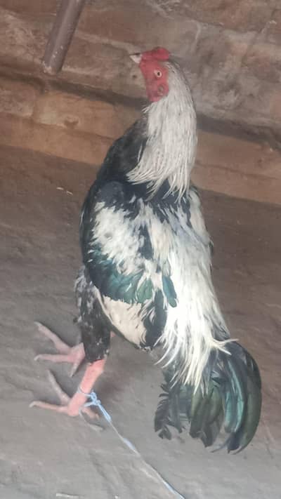 Pure Aseel Jawa / Java  Male – Strong & Healthy