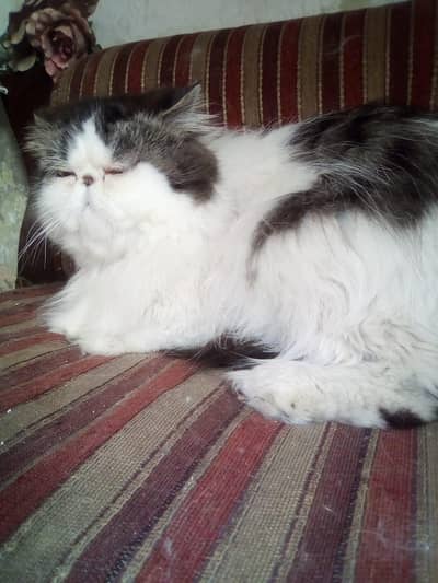 Peke Kitten For Sale Peki Persian Grey White Kitten Cat