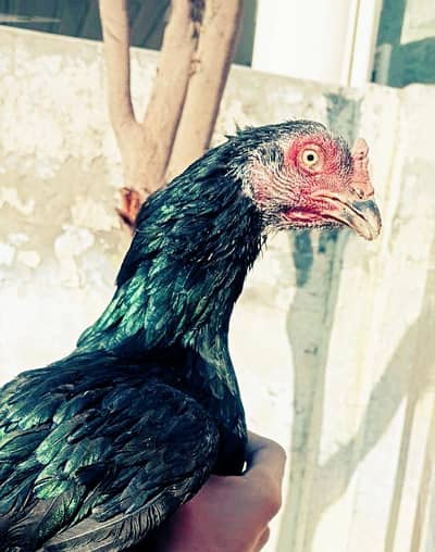 pure mianwali mushki plplan breed aseel path