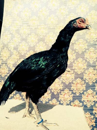 pure mianwali mushki plplan breed aseel path