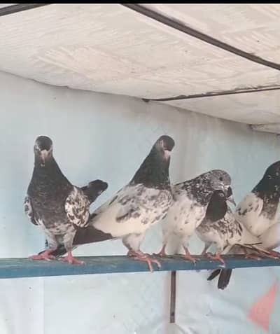 teddy kamagar golden rampuri