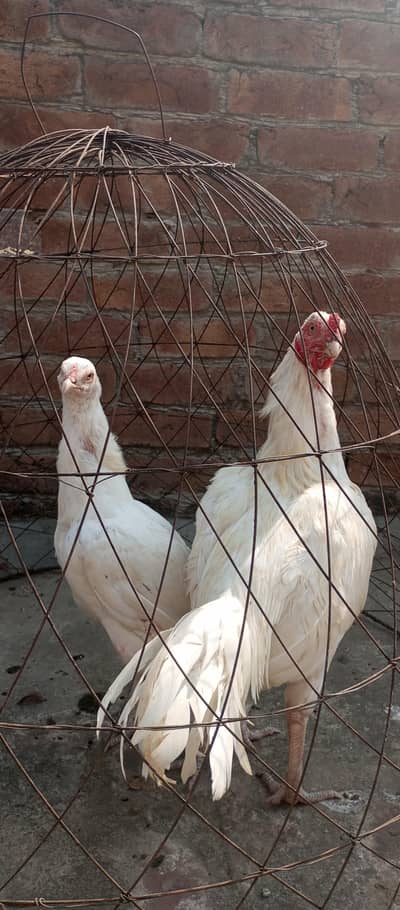 Hira Aseel Pair for sale in reasonable price