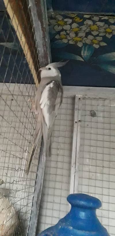 01 Male Cockatiel + 01 Female Green Fisher (breeder)